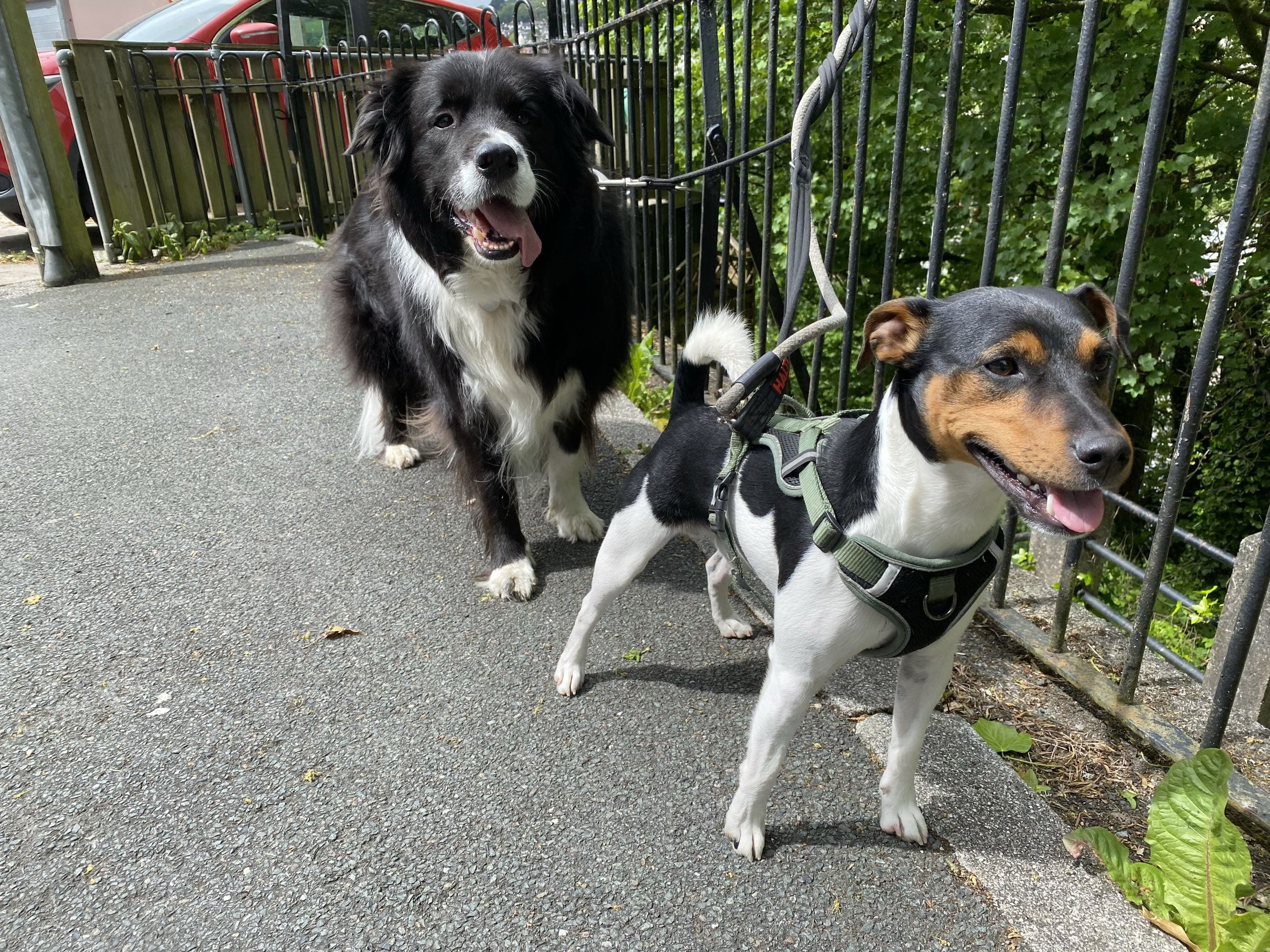 Fargo enjoying a walk with another dog in Launceston