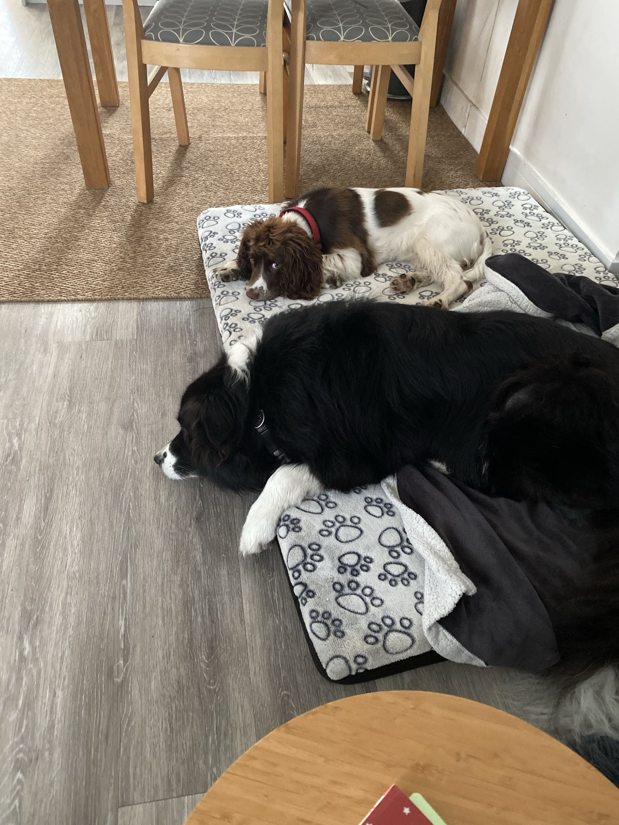Two dogs resting comfortably together on beds inside the family home