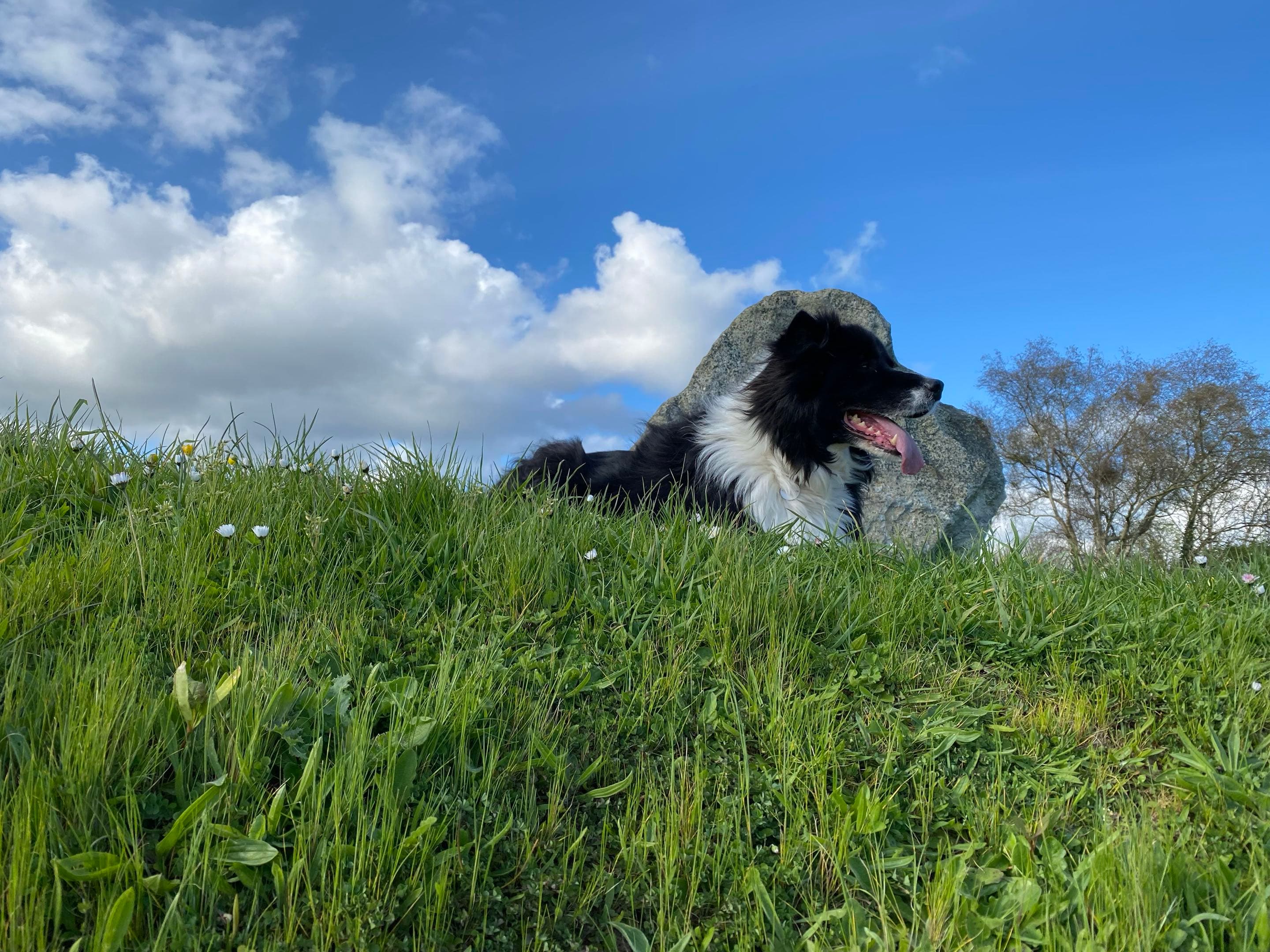 Fargo the Border Collie relaxing in long grass beneath a blue Cornish sky
